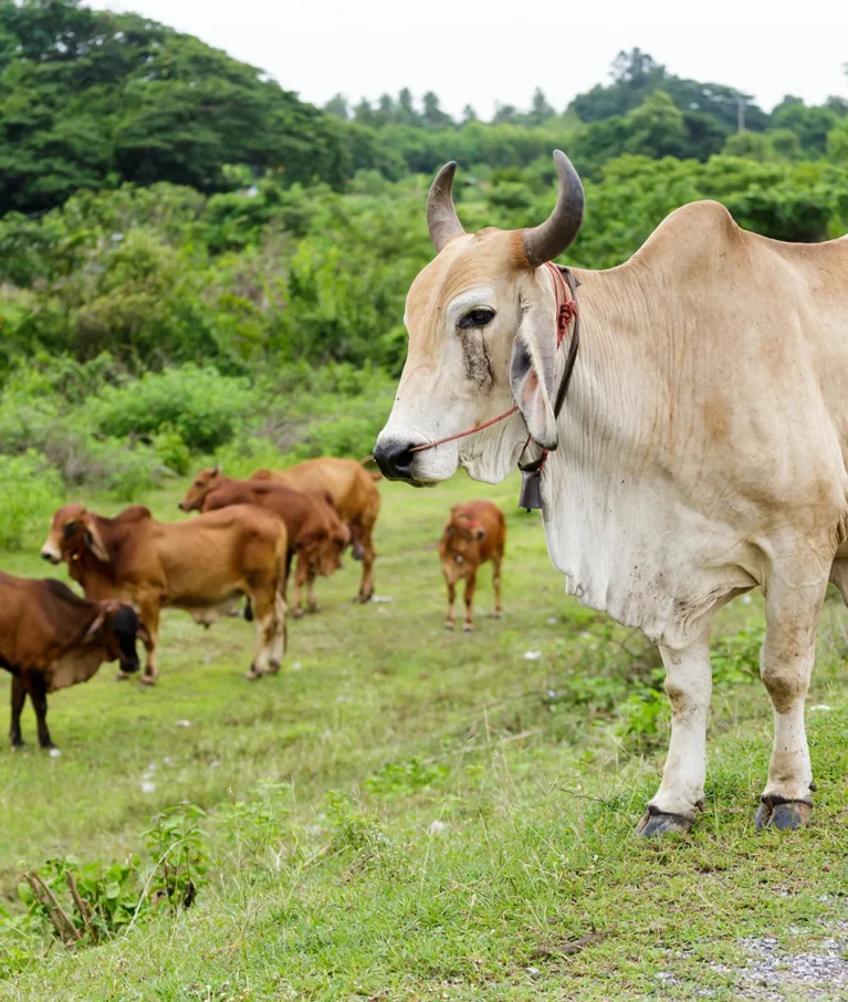 Organic farms avoid toxic inputs, improve soil health, grow clean, sustainable food that supports nature.