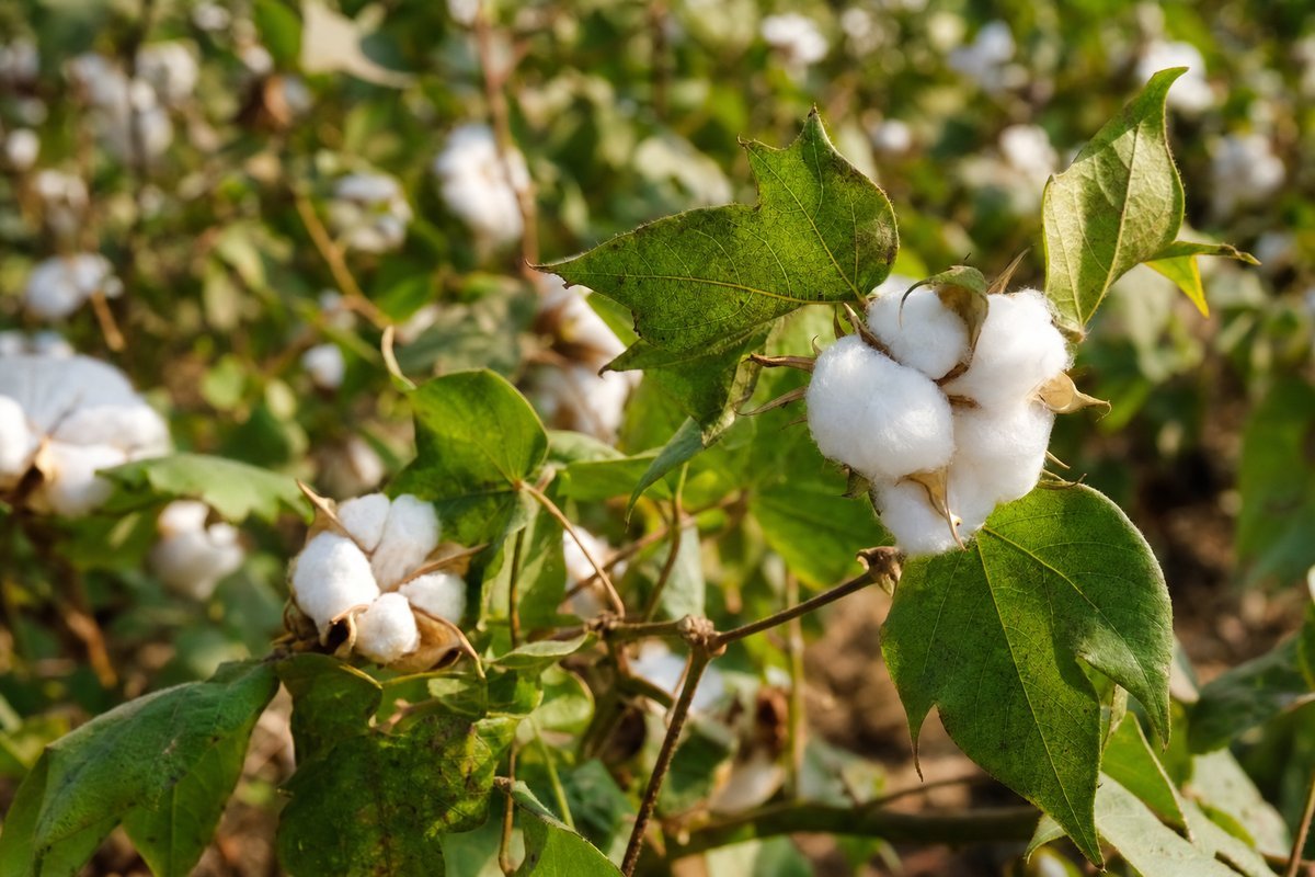 Indian cotton harvest