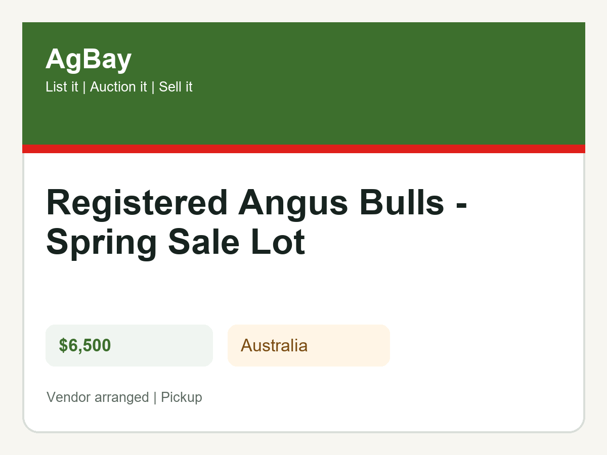 Registered Angus Bulls - Spring Sale Lot